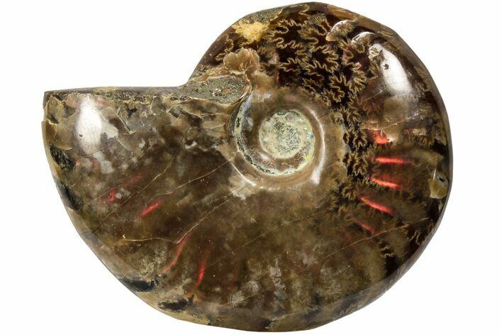 Red Flash Ammonite Fossil - Madagascar #187281